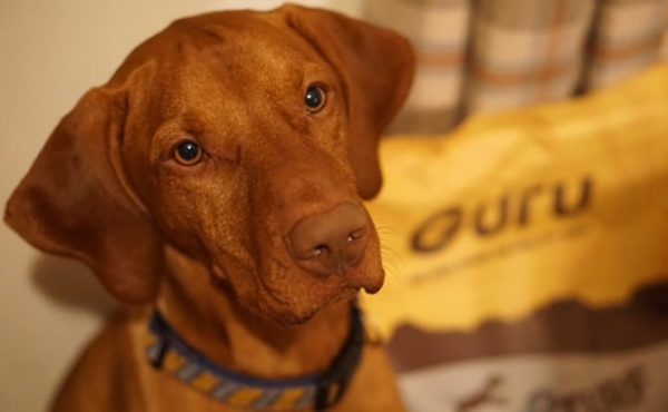 Doug's Delish Dish Cold Pressed Dog Food Review Guru