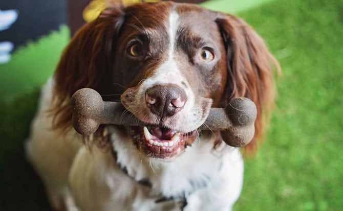 Alfie-Field-Trip-Bone