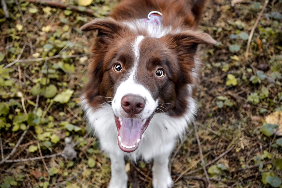 Find the right food for a Border Collie