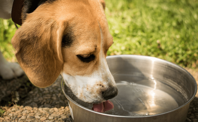 Dog Lifestyle Tips - Hydration