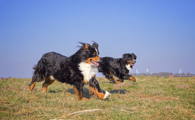 Dog Lifestyle Tips - Regular Exercise