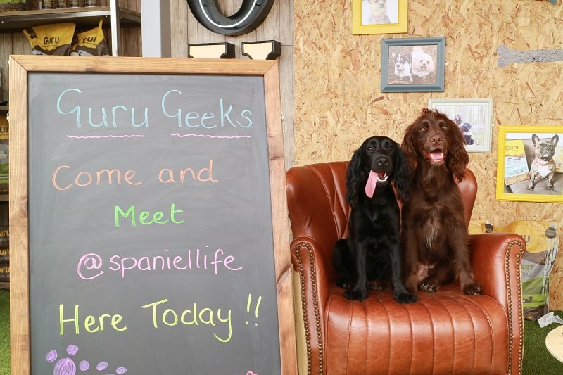 Spaniel Life at Guru