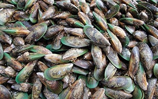 Mussels