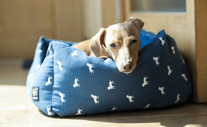 Dog Lifestyle Tips - Sleeping Dog