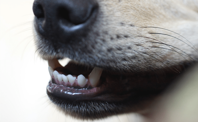 Dog Lifestyle Tips - Dental Care