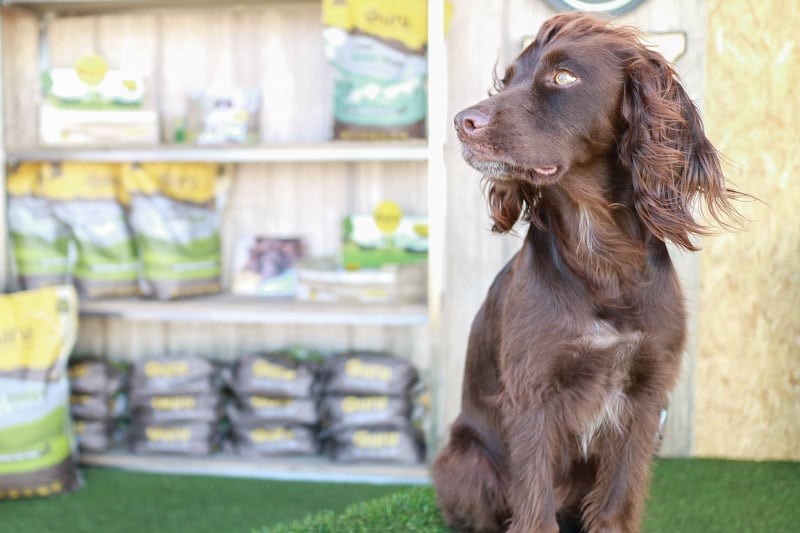 working cocker spaniel